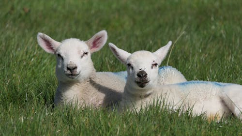 Close-Up Shot of Two White Sheep Lying on Green Grass