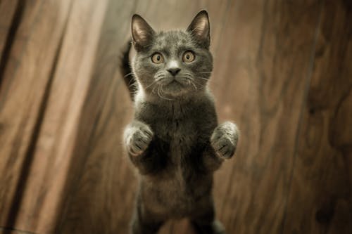 Cute Gray Kitten standing on a Wooden Flooring 