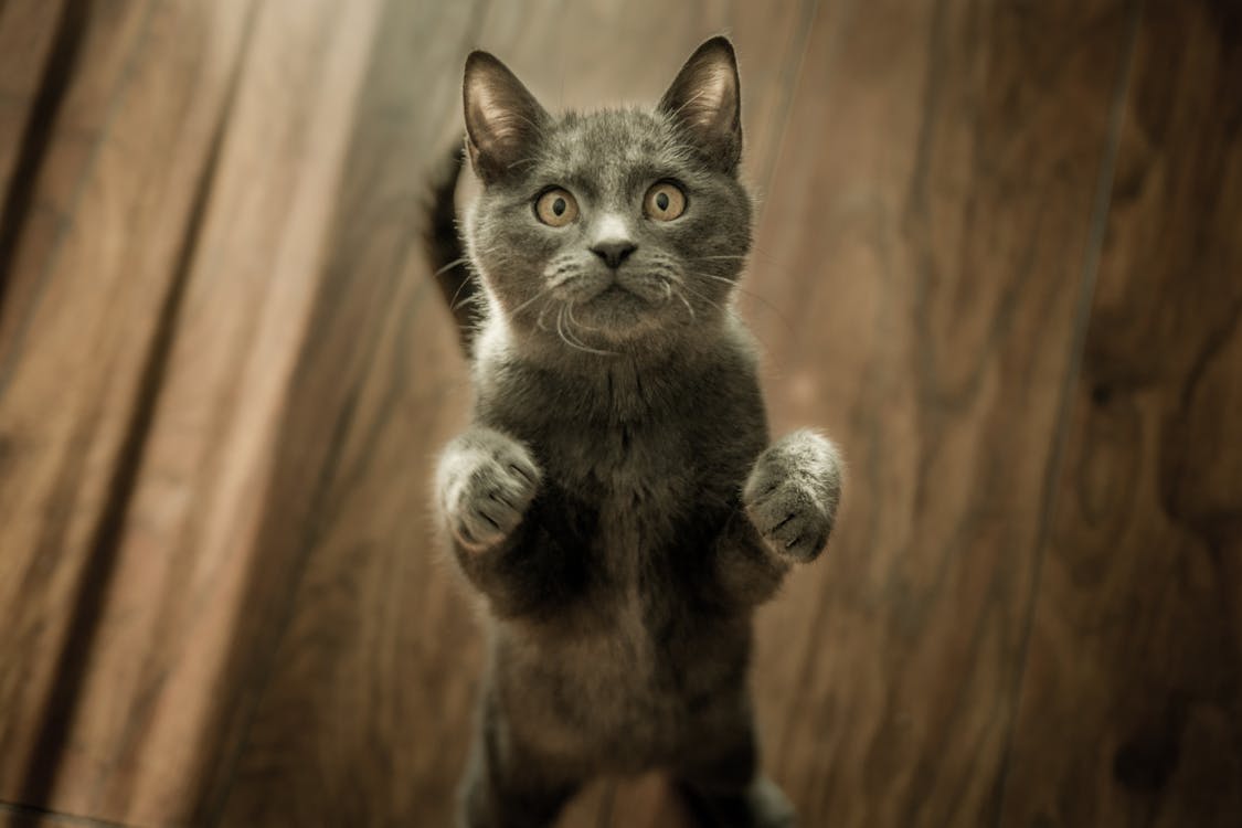 Free Cute Gray Kitten standing on a Wooden Flooring  Stock Photo