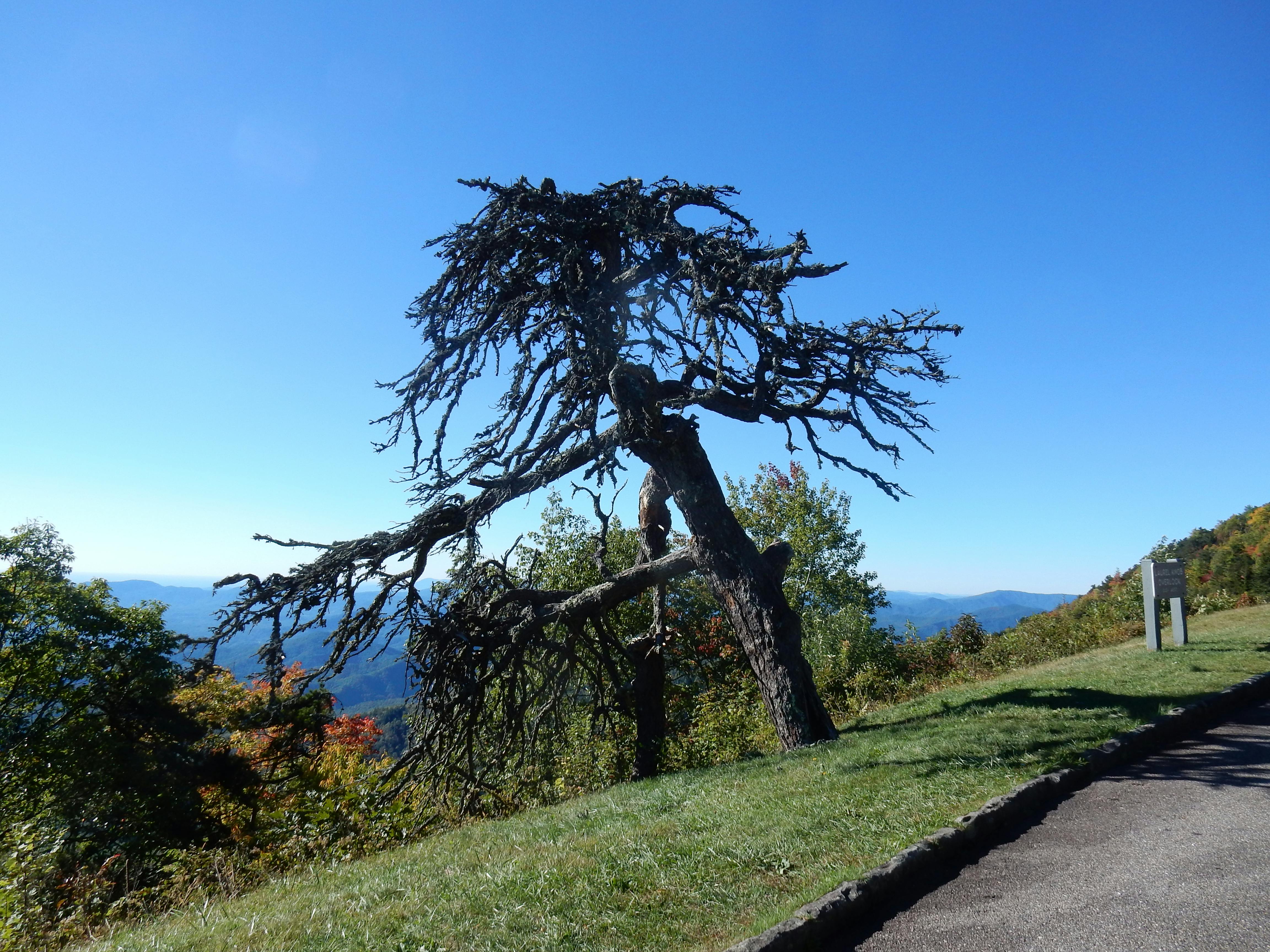 Free stock photo of blue ridge parkway, dead tree, mountains