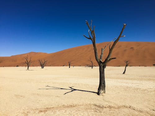 Withered Trees on Brown Soil Under Blue Sky