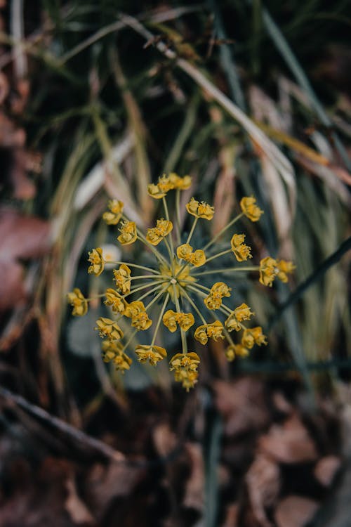Selective Focus Photo of Small Yellow Flowers