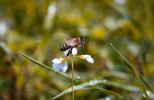 Gratis lagerfoto af bi, bi på blomst, bi tapet