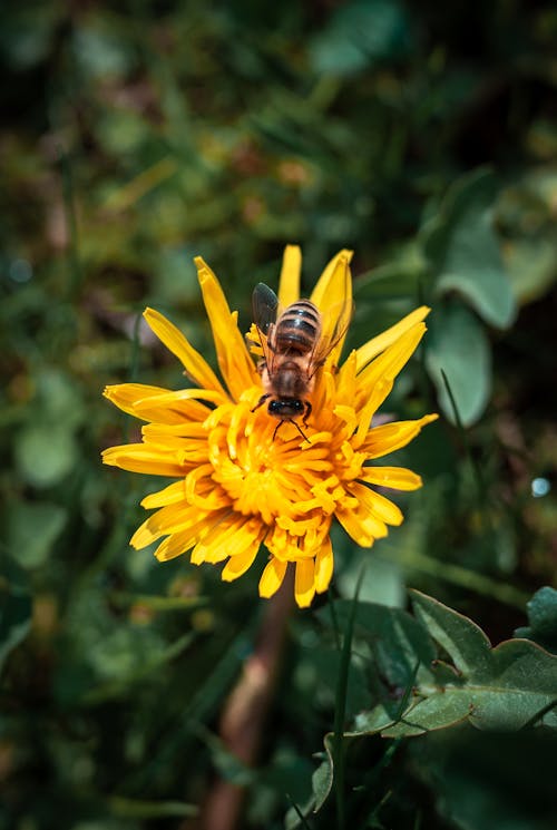 Photos gratuites de abeille, abeille sur fleur, amoureux de la nature