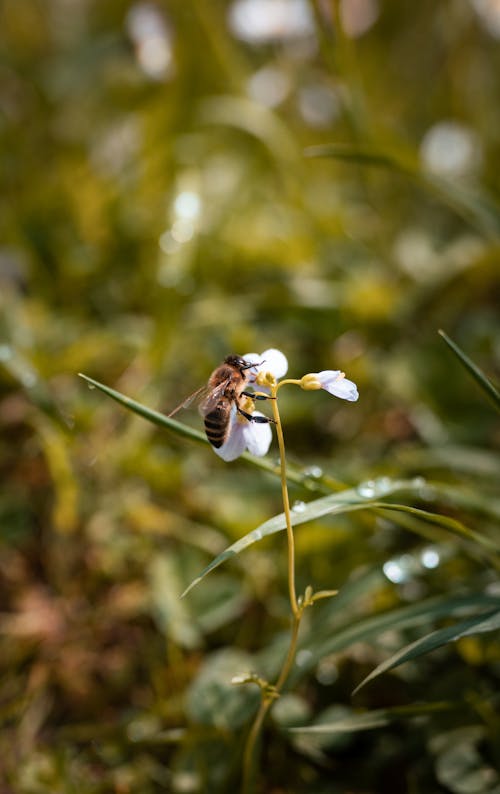 Fotos de stock gratuitas de abeja, abeja en flor, amante de la naturaleza