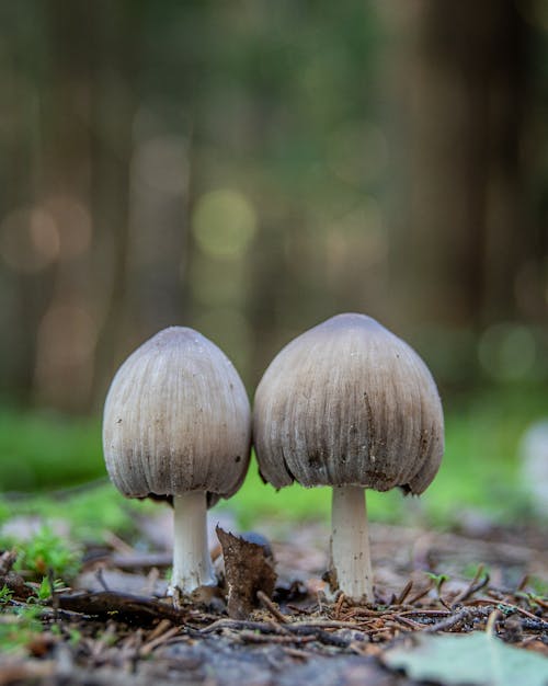Selective Focus Photo of Two Mushrooms