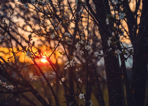 Free Capture the serene beauty of a sunset filtering through blossoming trees, a perfect spring evening. Stock Photo