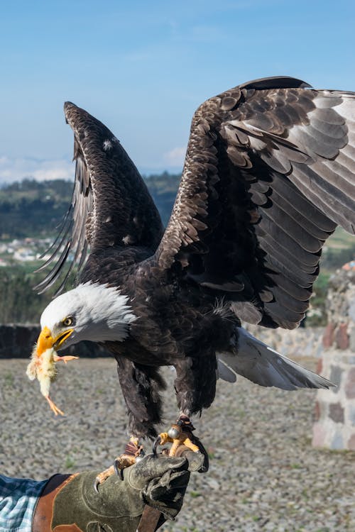 Photo of an Eagle Perched on a Person's Hand