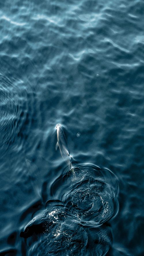 Free A fish swims beneath the rippling waters of Istanbul, Turkey, creating dynamic patterns. Stock Photo