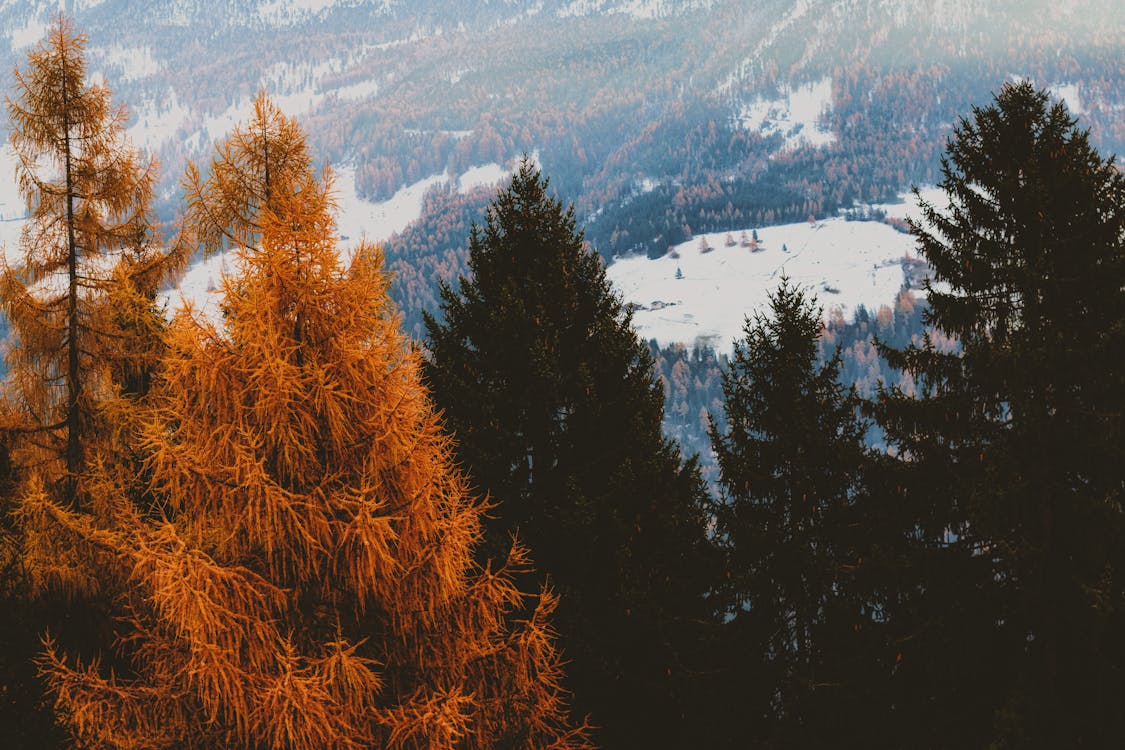 Brown and Green Leaf Trees With Snow-covered Field in Background