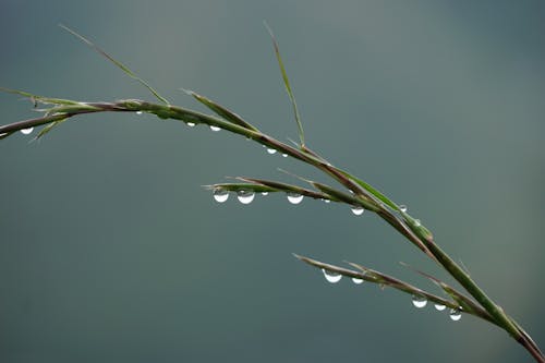 Free stock photo of blade of grass, green grass, water droplets