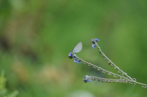 Kostnadsfri bild av blå blomma, fjäril, grön bakgrund