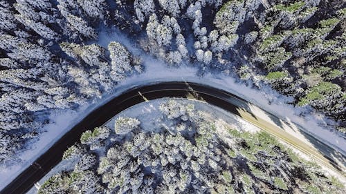 Birds Eye View of Road in the Middle of Trees 