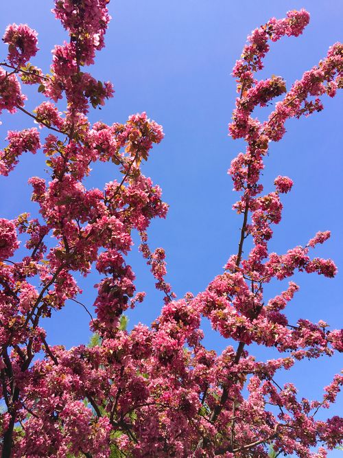 Free Beautiful cherry blossoms bloom vibrantly against a clear blue sky, embodying the essence of spring. Stock Photo