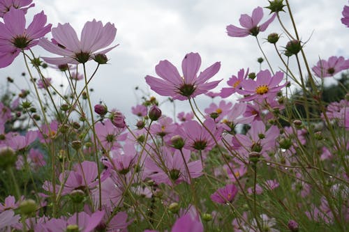 Free stock photo of cosmos flower, green background, pink flower