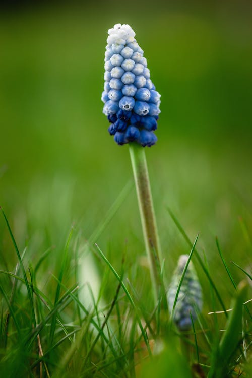 Free Blue Flower on Green Grass Stock Photo