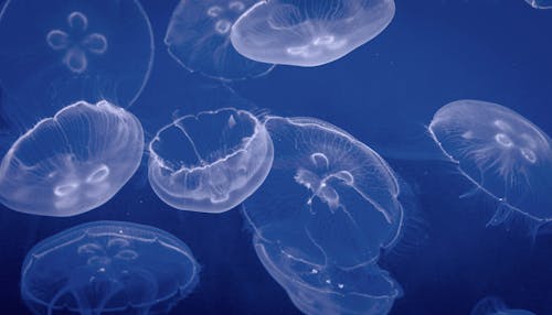 Free Transparent Jellyfish in Blue Water Stock Photo