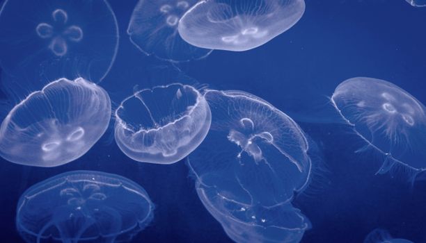 Transparent Jellyfish in Blue Water