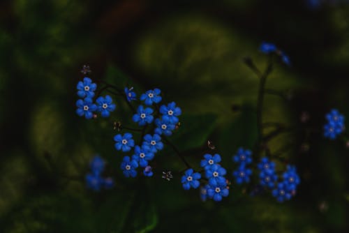 Blue Flowers in Dark Green Background 