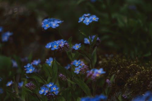 Close Up Photo off Blue Flowering PLants