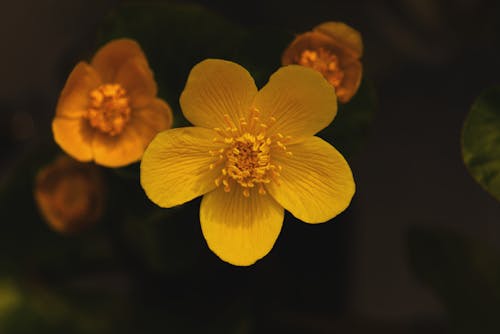 ฟรี คลังภาพถ่ายฟรี ของ กลีบดอก, ดอกไม้บัตเตอร์, ธรรมชาติ คลังภาพถ่าย