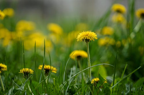 Photos gratuites de fleurir, fleurs jaunes, les herbes