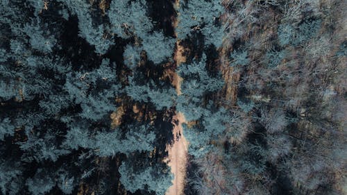 Immagine gratuita di alberi, fotografia aerea, ripresa da drone