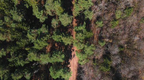 Free Captivating aerial view of a tranquil forest pathway amidst lush greenery. Stock Photo