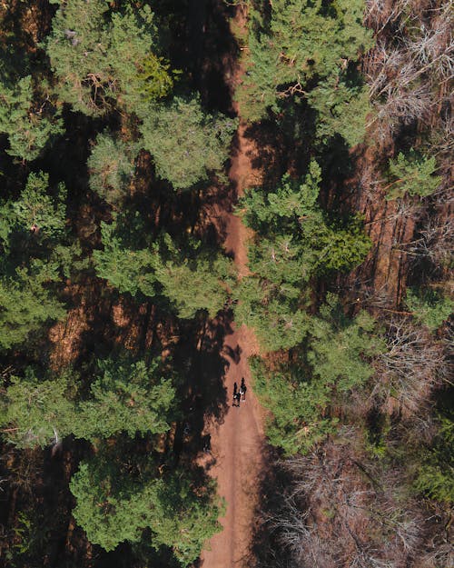 Immagine gratuita di alberi, foresta, ripresa aerea
