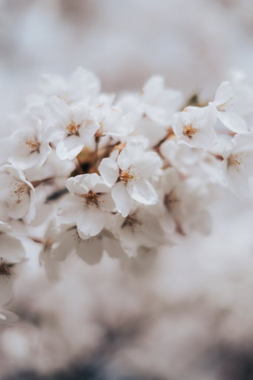 Foto profissional grátis de floração, flores brancas, foco raso