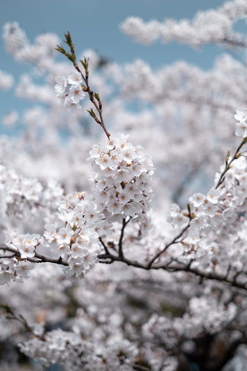 White Cherry Blossom in Close Up Photography