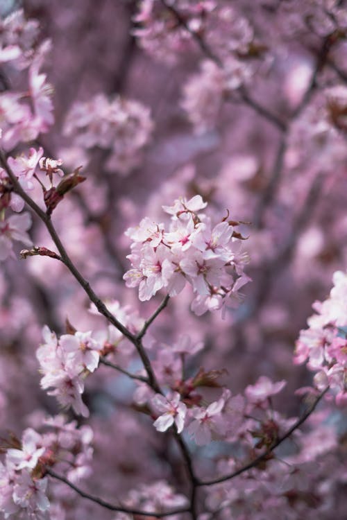 Selective Focus Photograph of Pink Cherry Blossom Flowers