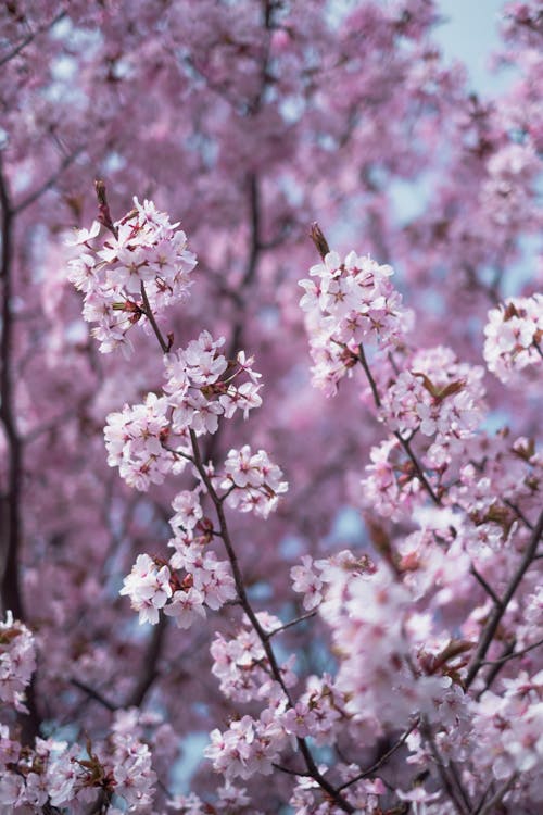  Selective Focus of Pink Flowers