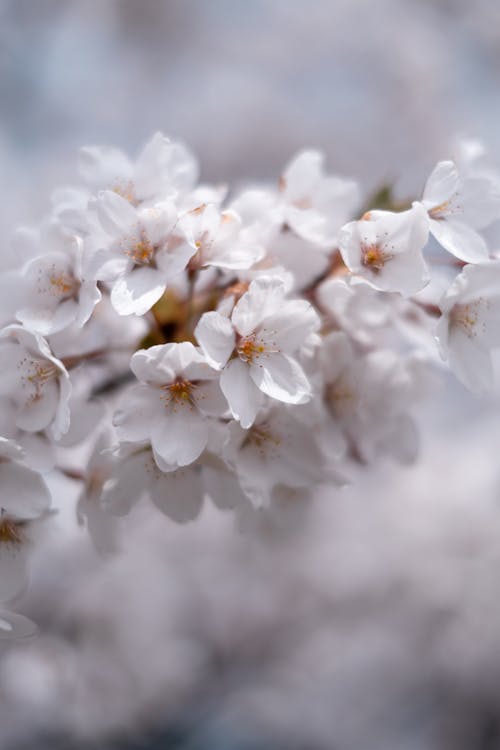 Close Up Photo of Cherry Bloosoms