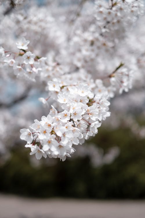 Immagine gratuita di bocciolo, fiore, fiore di ciliegio