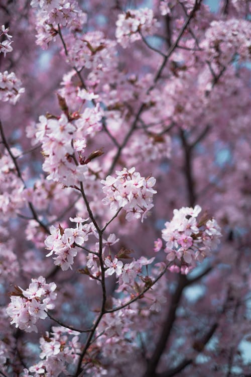 Free Pink Cherry Blossom Flowers in Tree Branches Stock Photo