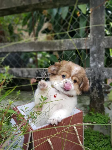 Puppy at mealtime — building positive associations with feeding tools from an early age leads to the fastest, most permanent adoption