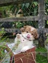 Adorable Puppy Inside the Box
