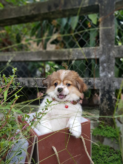 Free Photo of a White and Brown Puppy in a  Brown Box Stock Photo