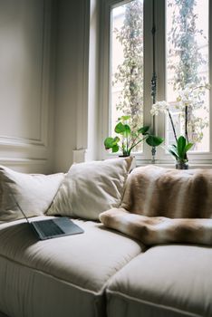 Cozy living room setup with a laptop on a sofa, surrounded by plants and natural light.