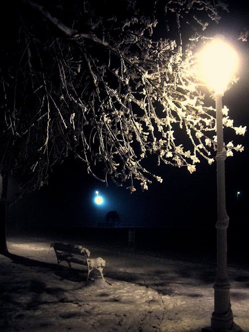 Darmowe zdjęcie z galerii z fotografia nocna, nocne światła, śnieg