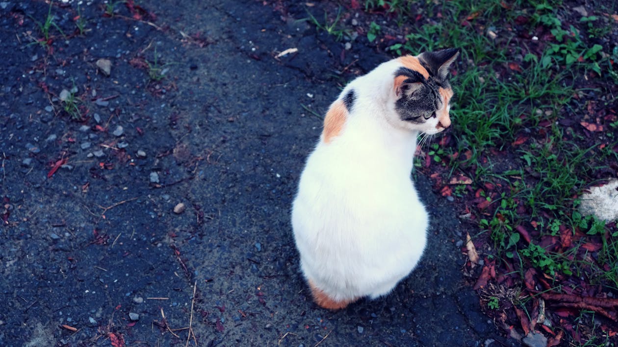 Ingyenes stockfotó calico macska, cica, háromszínű macska témában