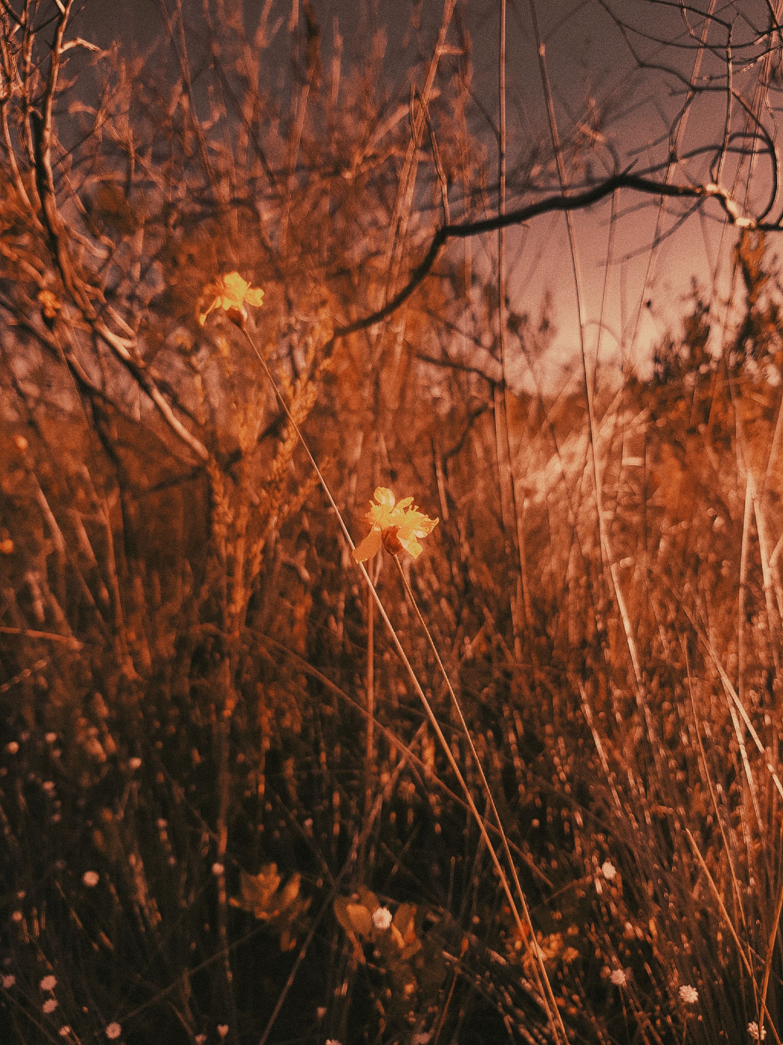 Wild Flowers Sepia Photos, Download The BEST Free Wild Flowers Sepia ...
