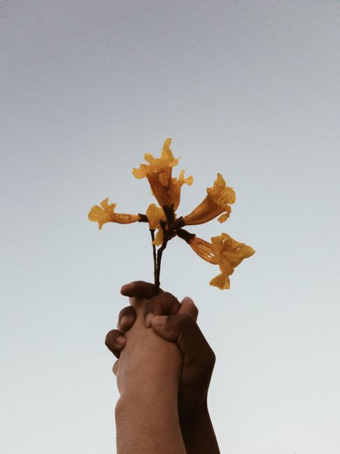 Two hands holding a cluster of yellow golden trumpet flowers against a clear sky in Belo Horizonte, Brazil.