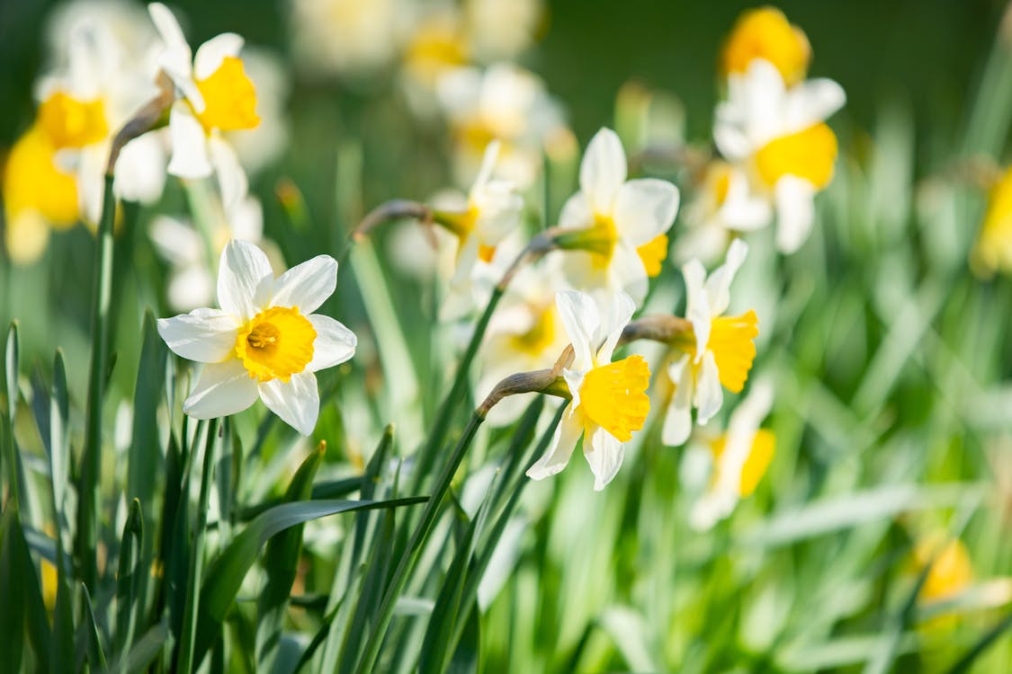 Close-Up Shot of Daffodils