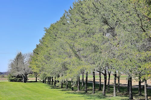 Foto d'estoc gratuïta de arbres, camp d'herba, cel blau