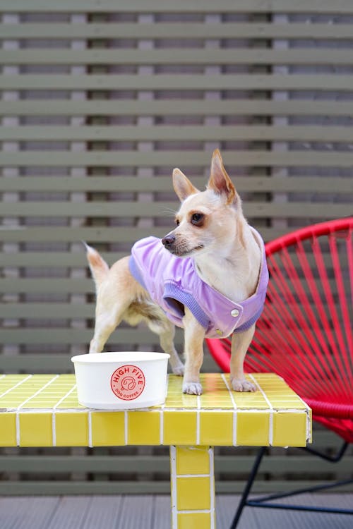 Free A Chihuahua in a Vest beside a Paper Container Stock Photo