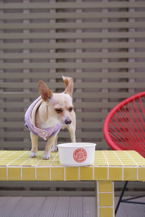 Free A Chihuahua in a Vest Looking at a Paper Container Stock Photo