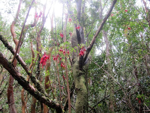 Fotos de stock gratuitas de árbol, bosque, Chile