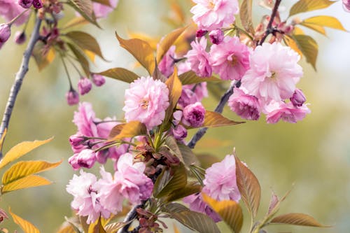 Ingyenes stockfotó a zárvatermők, elmosódott háttér, japán cseresznye témában